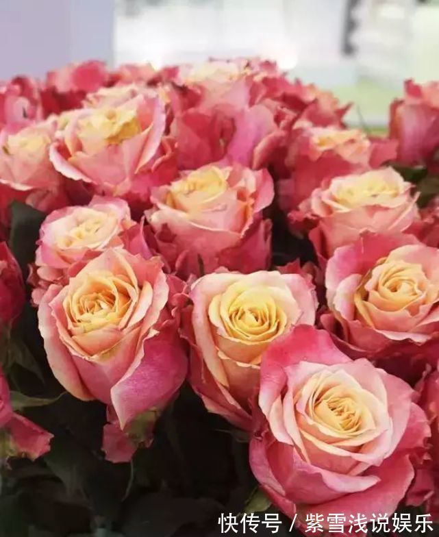 客厅养花,不如养盆“玫瑰精品”3D玫瑰,花瓣层层叠叠,如梦如幻