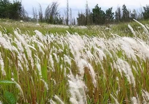 白茅|一味白茅根，能治6种病