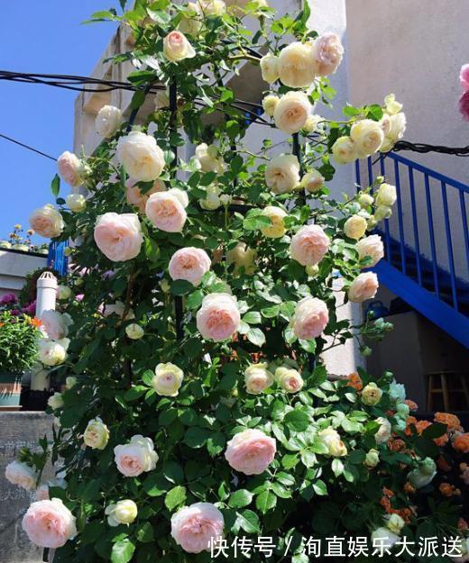 枝条|扦插月季小“方法”，扦插一棵活一棵，15天根系长满盆，非常简单