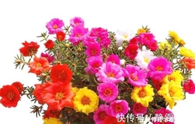 适应能力|养花怕养不好就选三种花，有土有水就行，随手一养就爆盆！