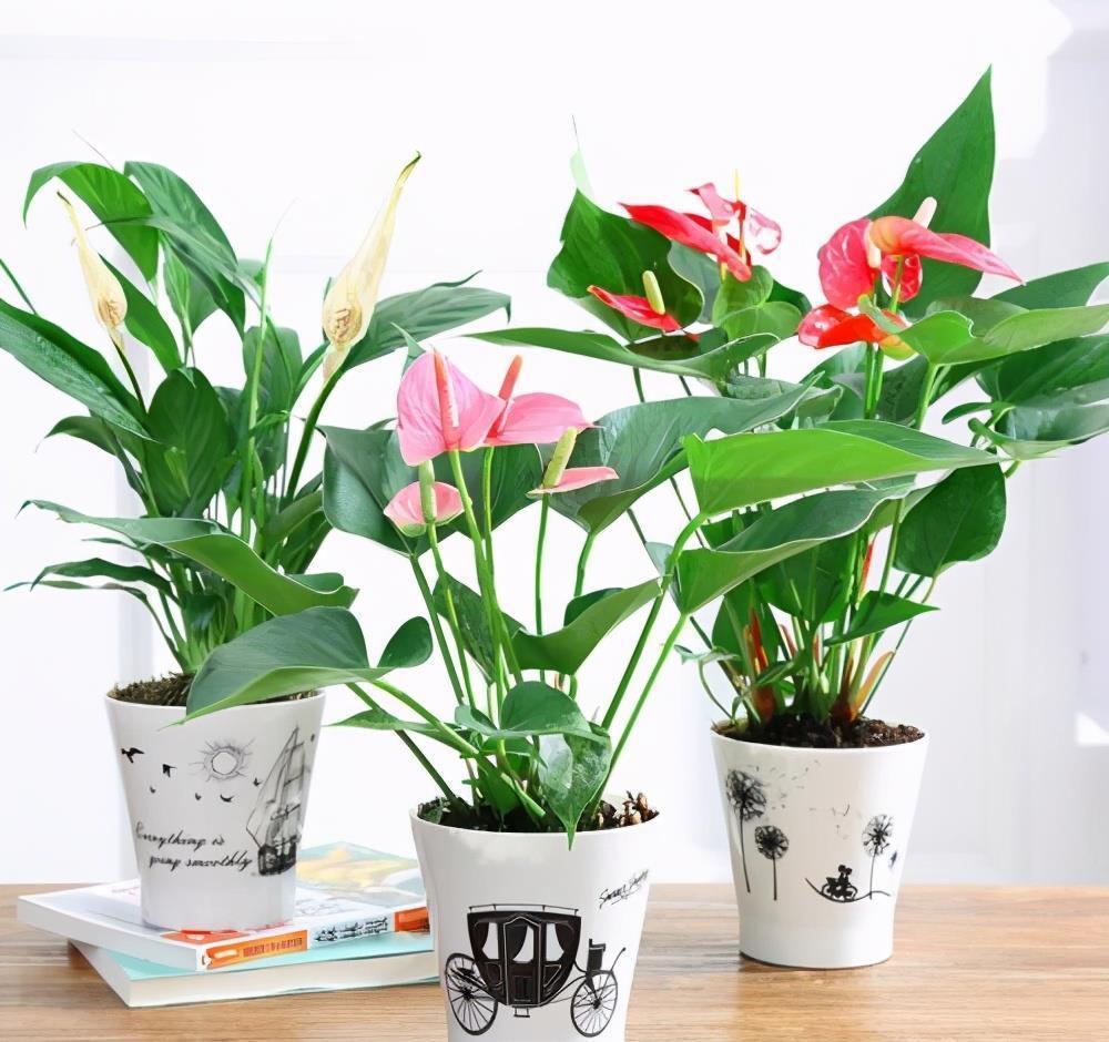 5种“耐阴花”,养在北阳台上不见光,开花也很爆