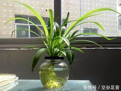 卫生间|卫生间适合养“4种花”,不仅耐旱、易养活,还可除菌、净化废气