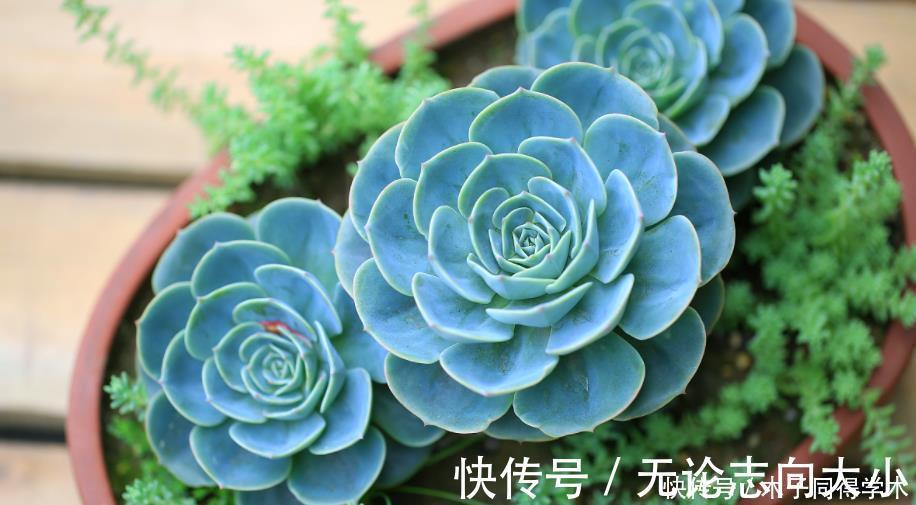 生石花|5种一般人养不活的多肉,入坑前要做“功课”,不然养一盆死一盆