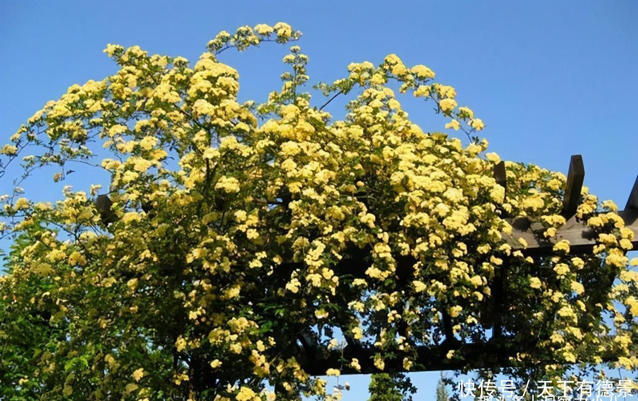 院内栽一株“惊艳时光”的爬藤花，俗称“第一香”，双季有花赏