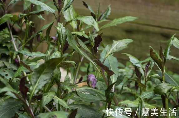 小根|65种野菜图片，带你认识不同的野菜和吃法，你想要的野菜这里都有