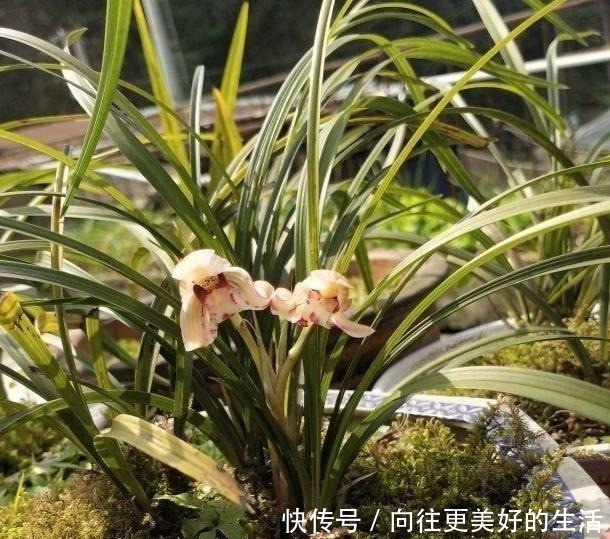 葡萄|兰花只浇水,太没新意了!试试我的方法,叶片坚挺有力,还能爆花!