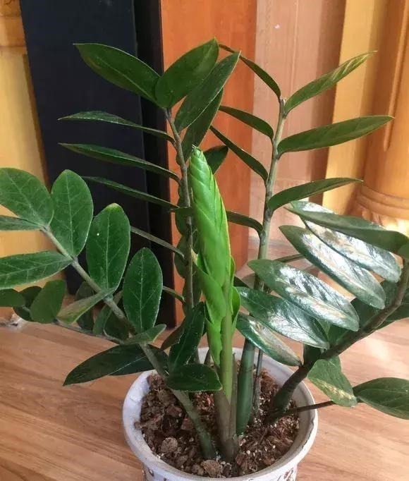 养金钱树虎皮兰，2周浇一壶“催芽水”，呼呼冒新芽，比花肥有效