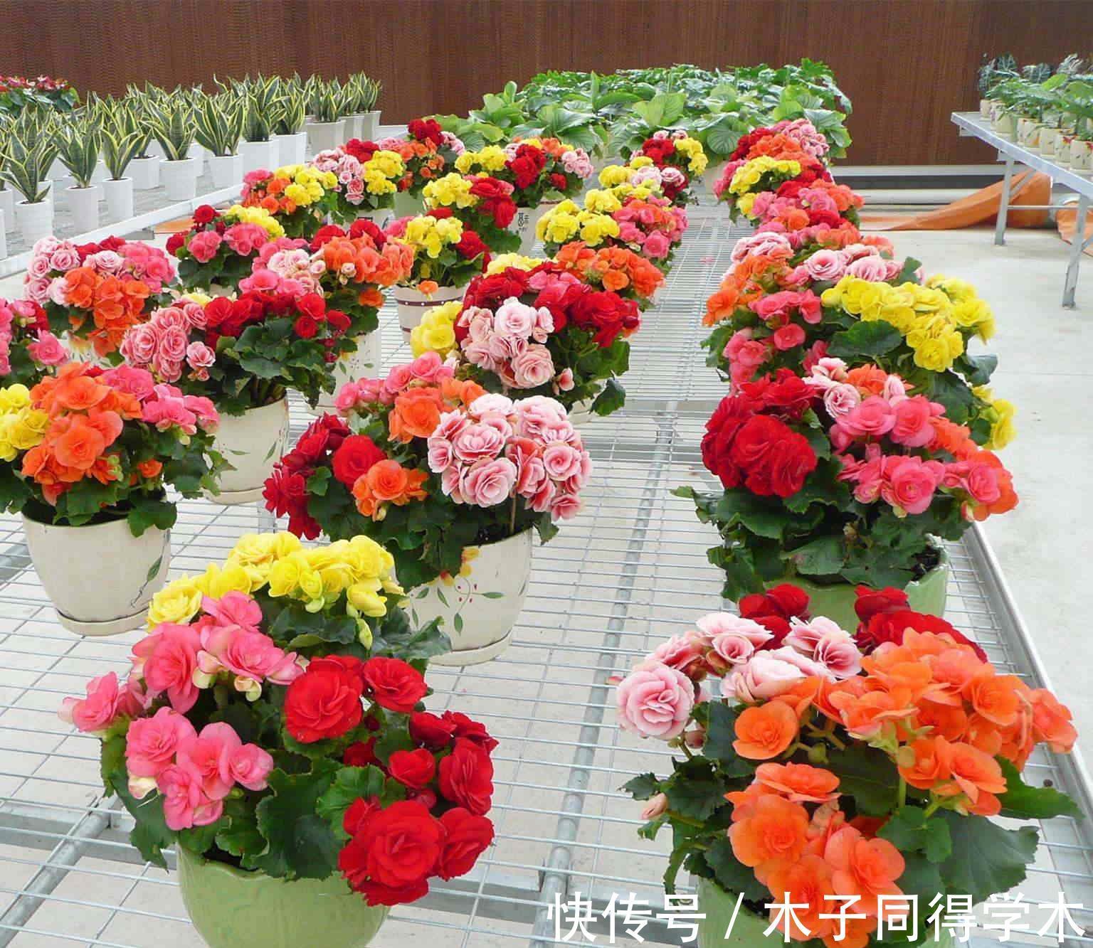 养花|新手养花“黑名单”,买了也养不活,谨慎买这些花