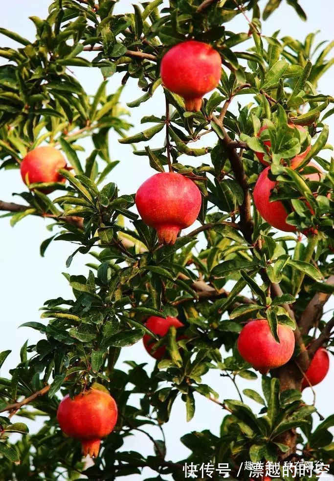 基部|你家盆景石榴不开花、不结果别急,一把剪刀就能解决!