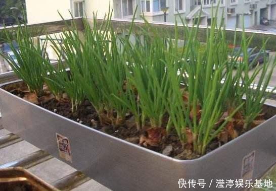 阳台还在晒衣服,拿来种菜可以吃上一整年,可香了!