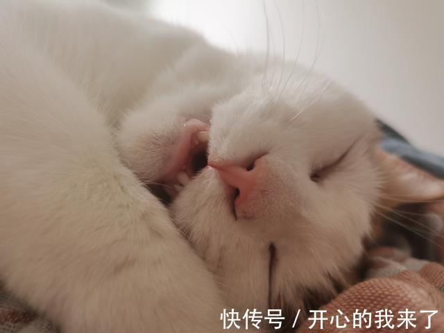|搞笑猫咪:原以为猫很高冷,知道看到这些沙雕