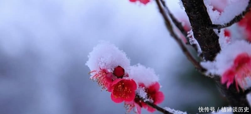 写得极为|陆游78岁时写下的这首咏梅诗,同样很经典,写出了最悲情的梅花