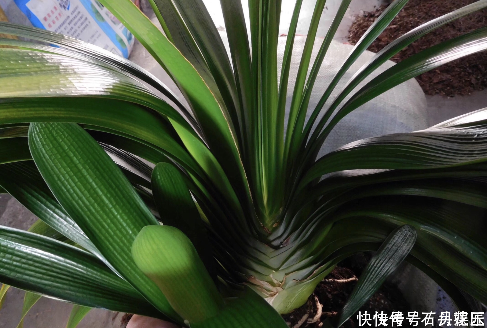 群生|养20年的君子兰,长得就像“大白菜”,一盆就能长8根花箭