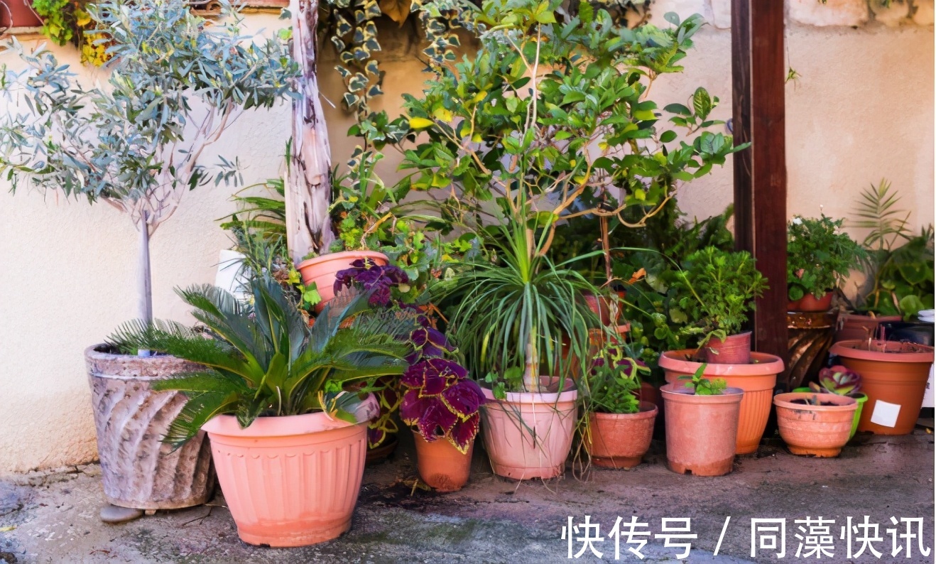 养花“贵精”不在多,养上这“3种”,谁看了都喜欢