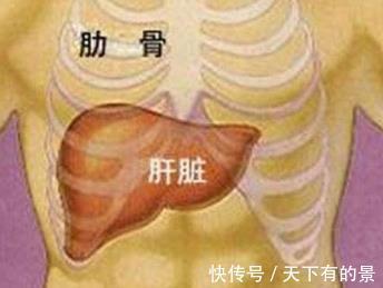 肝脏|肝脏若不健康，可能会收到此些信号，别假装没看到忽视了