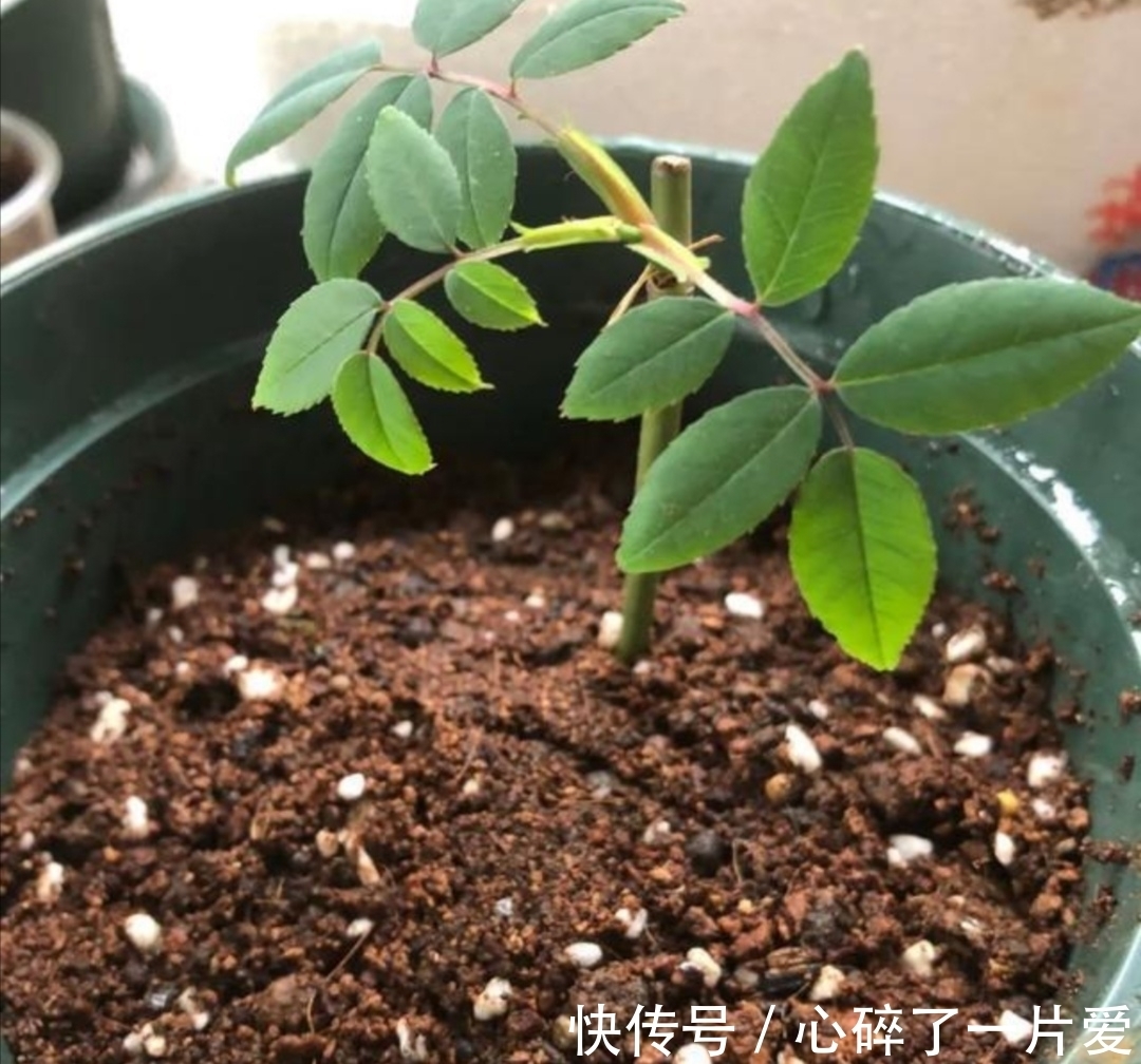 月季冬天也能扦插,只要做好这几个关键点,很快就能生根长新芽