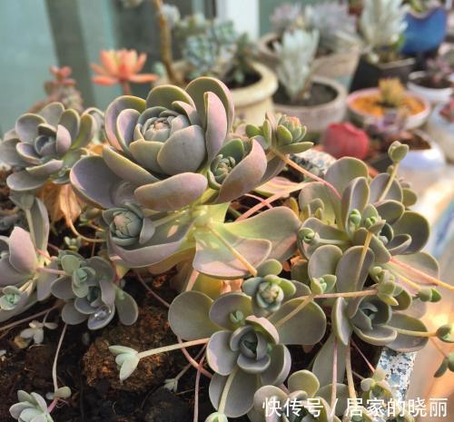 适合|5种强悍多肉，丢花盆里养半年，轻松长满盆，适合新手！