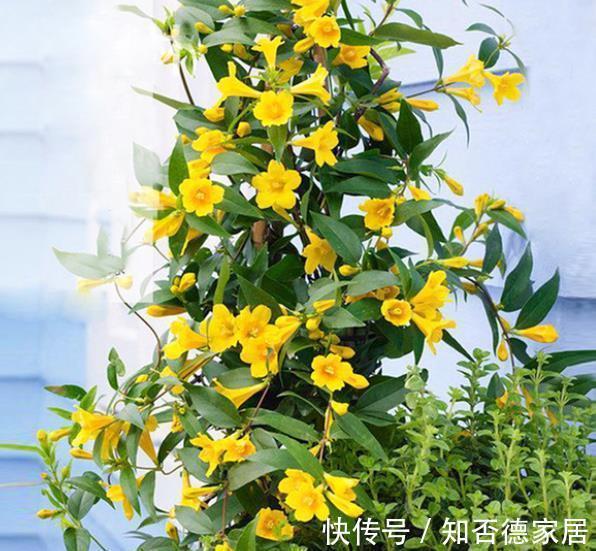 盘点|盘点十款有毒花,再喜欢也别养在家里,你家养过几种?