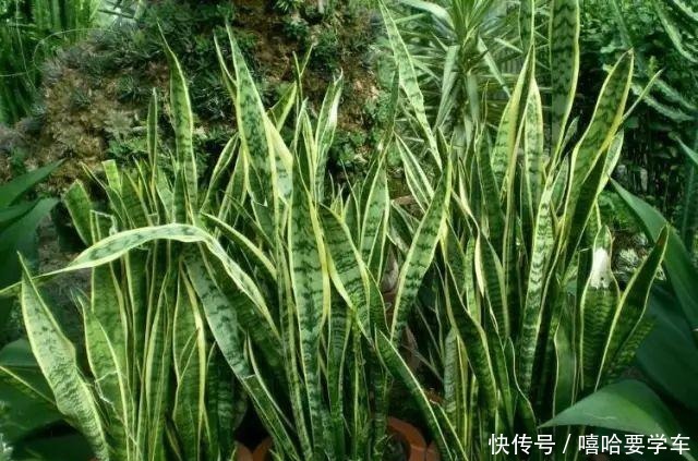 这10种花,冬天必须虐着养,断水又断肥,才能安全过冬!