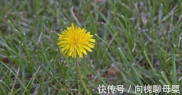 小知识|蒲公英被誉为“草药皇后”，4大优势，3大禁忌，很多人不清楚！