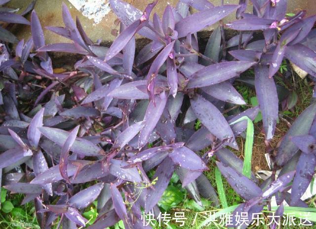 吊竹梅|3种吊兰别这么养,不然疯长爆芽,控制不住!