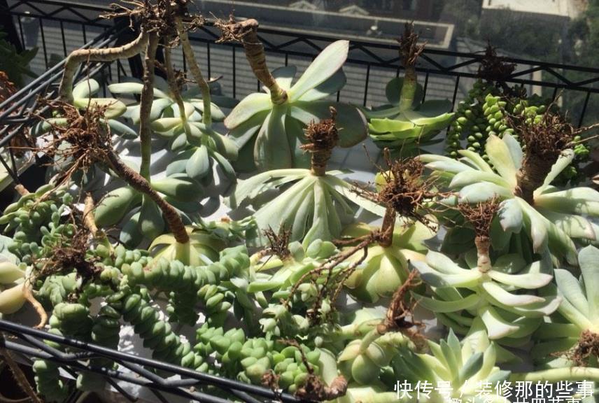 2种花翻盆,不能浇“定根水”,浇了没作用,还容易烂根