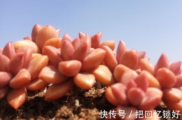 多肉大普货姬胧月，养的人不少养好的却不多，阳台党要慎选