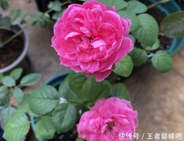 为何扦插月季，总成活不了这里送你一套“攻略”，栽种就靠它了！