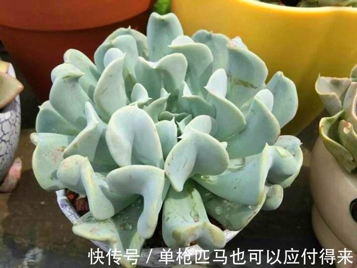 阳台上|3种适合秋天养的多肉,赶快动手养起来,叶片红的、白色似莲花