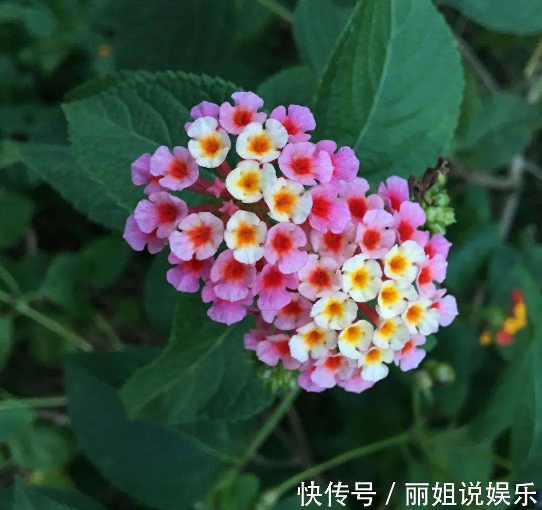 一盆五色梅拯救了的家庭,老婆对我刮目相看,你可能不会相信