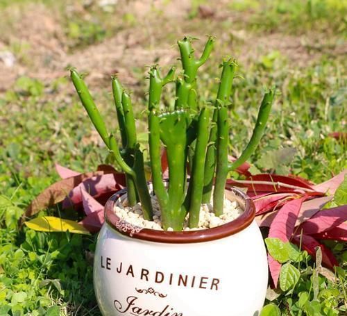 家里|5种多肉有点毒,养在家里不安全,家里有孩子,赶快扔出去