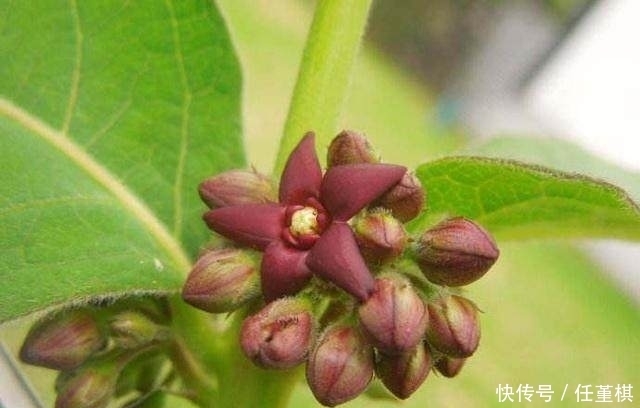 农村这种野草，叶子长的像小伞，能通便也能解毒，还能治心力衰竭