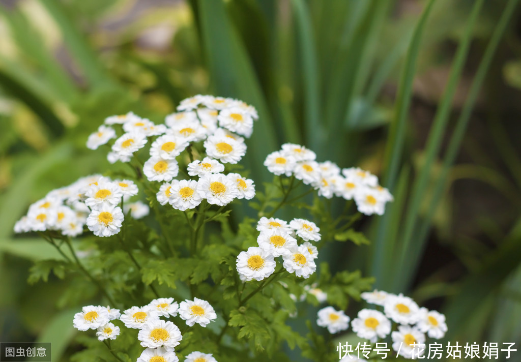 治疗|蚊虫驱除不掉怎么办？5种花草能驱除蚊虫，汁液能治疗蚊虫叮咬