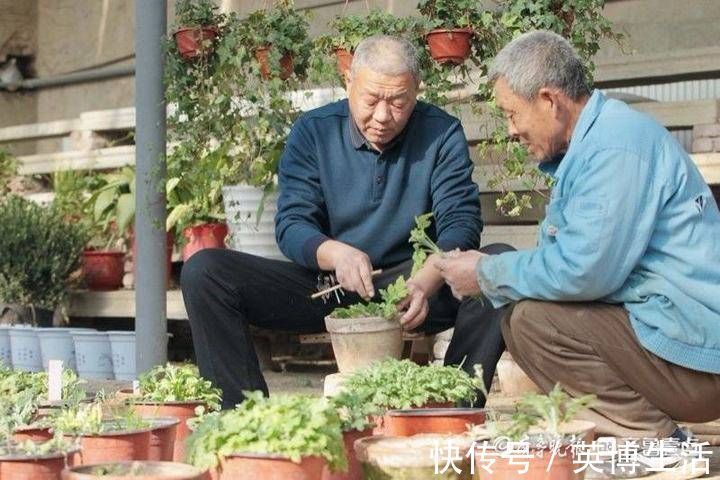 趵突泉|隐匿市区潜心研究养菊36年，“菊王“卞锁军的花匠情怀