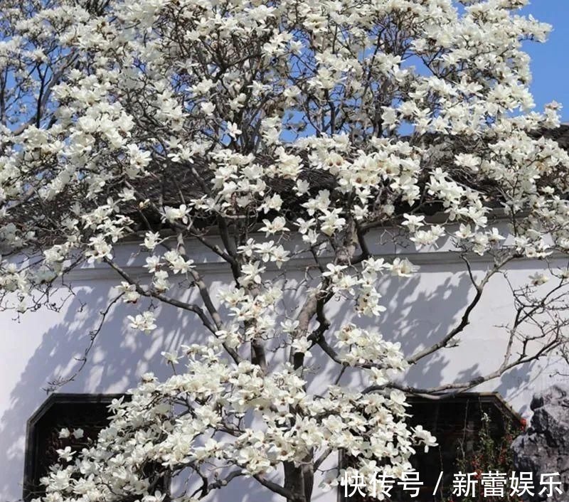 玉兰|家门口种棵“吉祥花”,满树都开花,还有“镇宅”好兆头