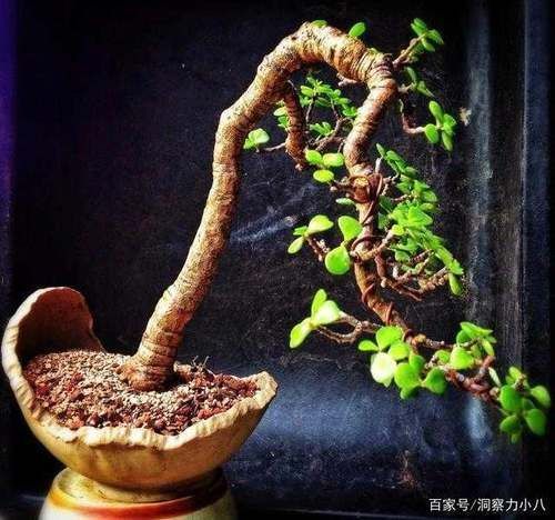 苍劲|金枝玉叶黄叶烂根,避开“三怕”,撒欢长窜新芽,养成苍劲小老桩