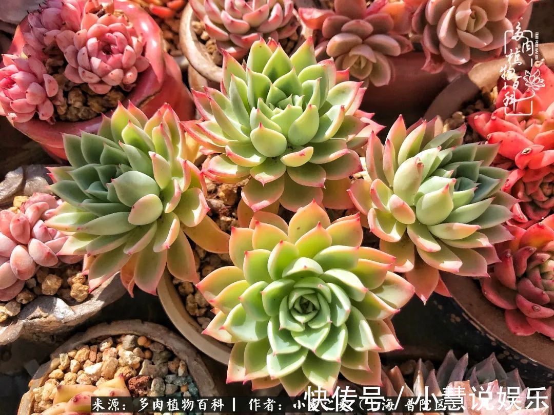 肉如人生，遇见多肉，遇见美！附个人多肉养护经验！