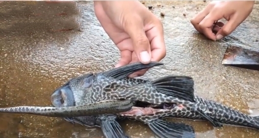 下水|兄妹下水捕鱼,竟然有意外收获,可以美餐一顿了