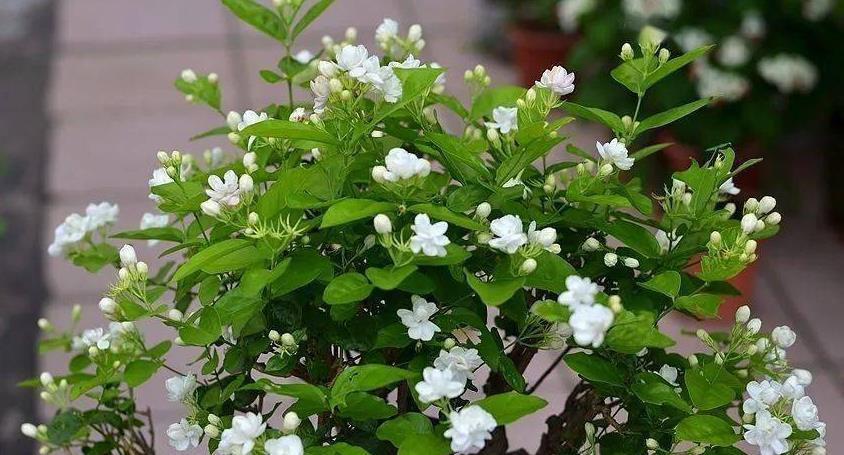 秋季|秋天养花,5买5不买,买错了浪费钱又闹心