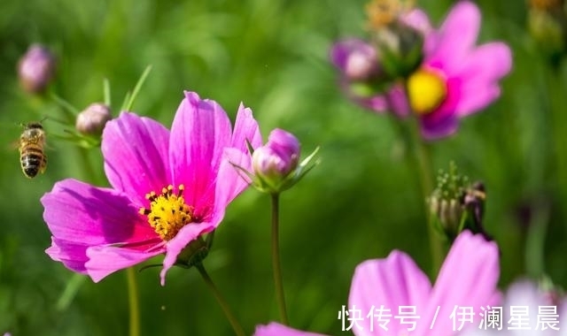 旧爱|未来七天，难忘旧爱，绽放桃花，光芒四射，重逢旧爱，再次牵手