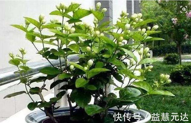 茉莉这样养,一年开5次,花苞多的压弯腰