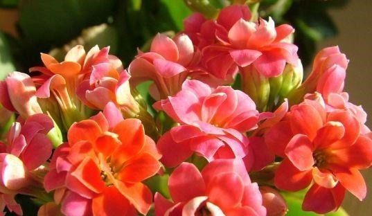 4种花很耐养,沾土就能活,开花爆盆很简单,家里变成小花园