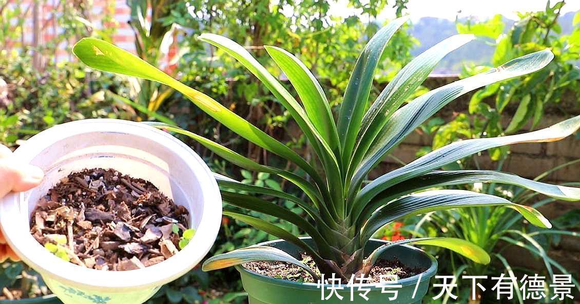 想要“养好”君子兰,建议改掉“3个坏习惯”,做对2件事