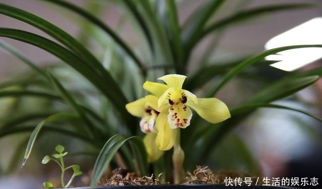 兰花不开花给它配上“3种”营养水,呼呼冒花苞,爆花很容易!