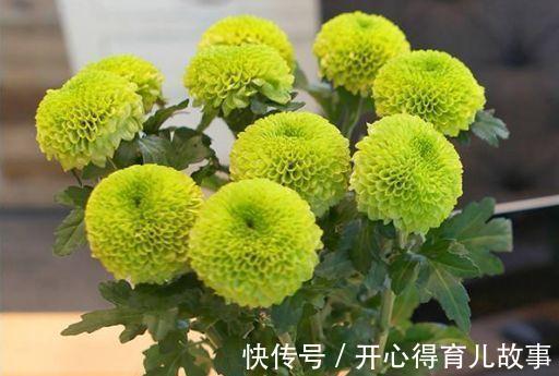 农历10月初1霜降后，养什么花？以下3种花，前程似锦富贵吉祥