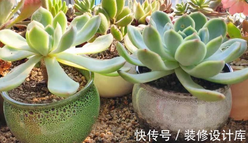 养多肉，什么情况下该控水，什么时候不行？