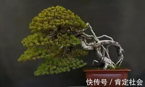 沙土|提根盆景的制作并不难,但做到了极致,以根代干,可以从头美到脚