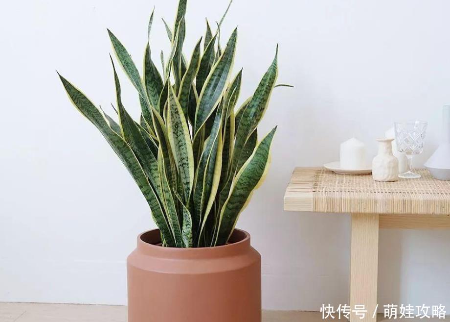 浇水|家养虎皮兰,要想长得好,学会几个浇水技巧