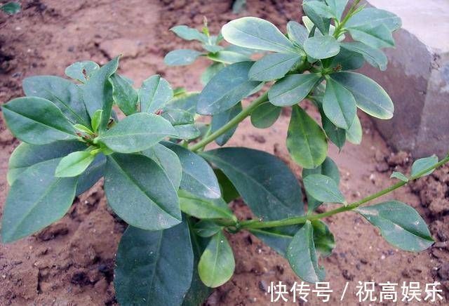 马齿苋科|乡间土生土长的人参是一种高级补品,滋补强身,价值连城