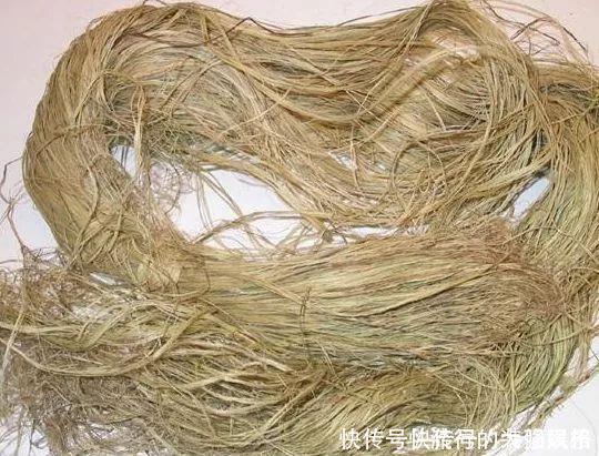 农村全身是“宝”的野草,曾经被用来喂猪,殊不知价值珍贵用途多